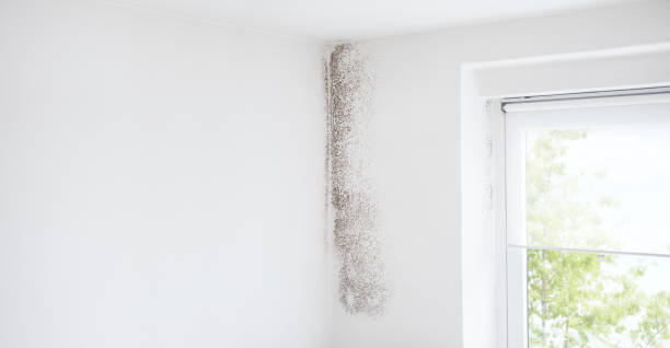 Best Mold Odor Removal Services  in Montgomeryville, PA